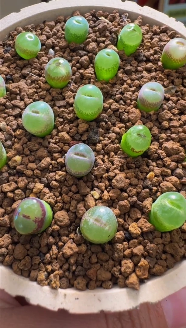 疯狂多肉石头319安格一颗