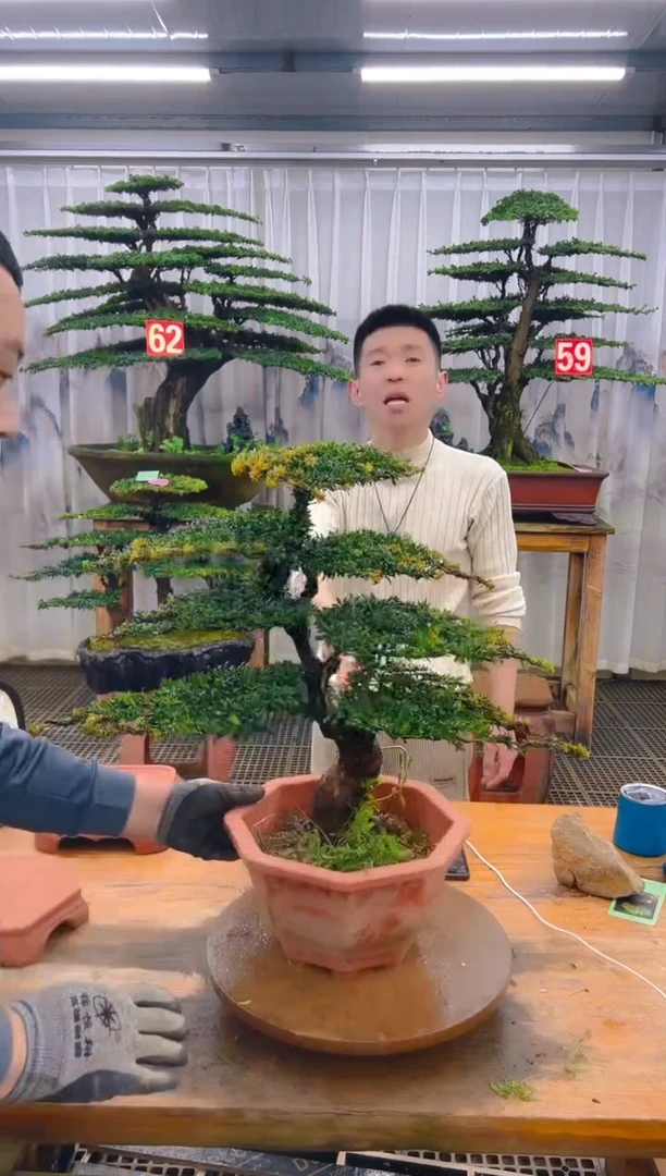 无花朵蚂***发精品盆景直播间一物一拍
