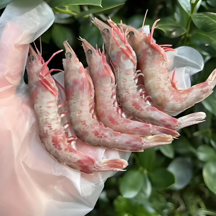 生鲜樱花虾 樱花虾  生鲜海鲜500g/份 可生腌 顺丰冷链