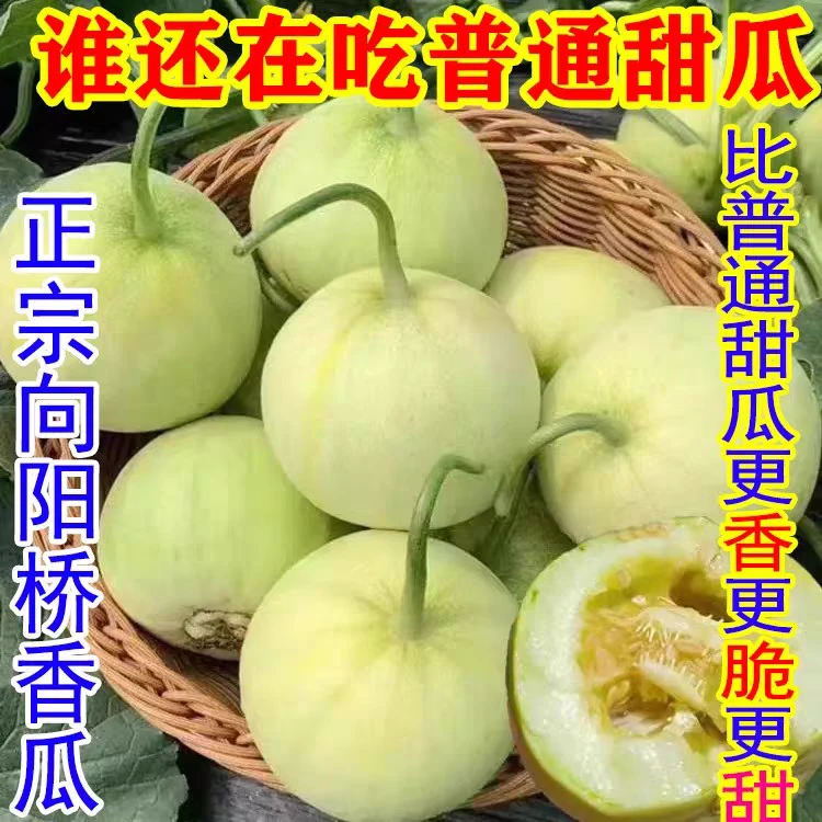 湖南衡阳向阳桥香瓜甜宝甜瓜特产现摘当季新鲜水果脆甜顺丰包邮