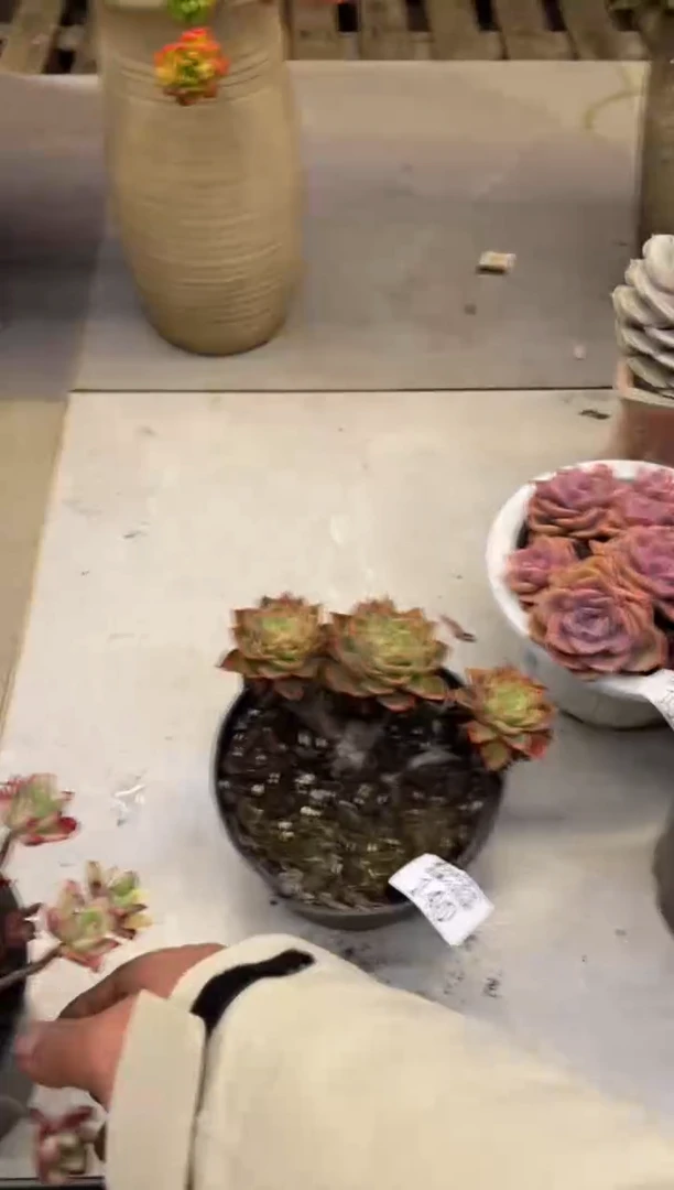 【闪购商品】140贝拉