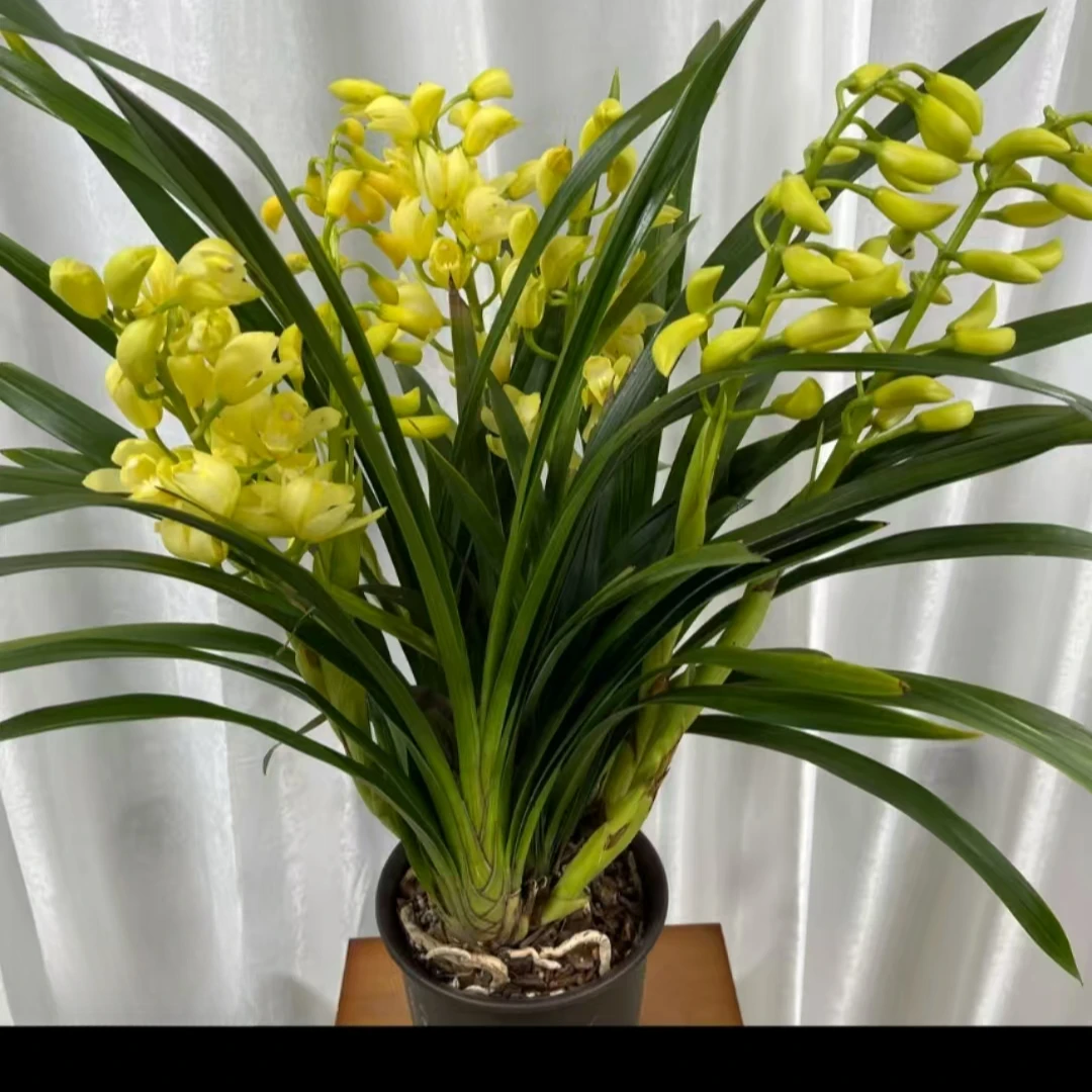 【香水香兰】带花苞浓香型室内阳台茶桌绿植花卉