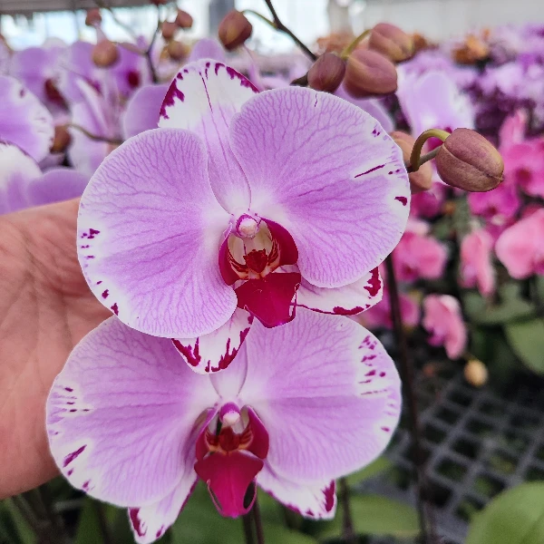 【彩蝶】蝴蝶兰室内种植观赏送礼带花发货