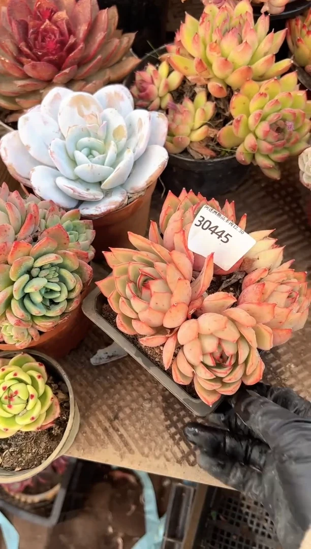 悦*多肉植物一物一拍30445