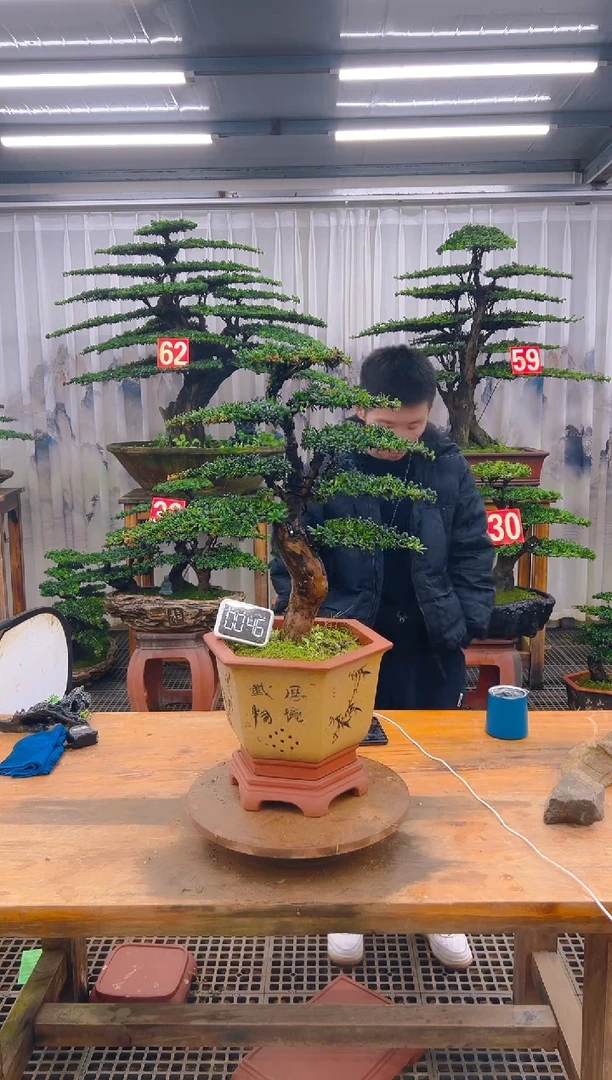 无花朵精品盆景直播间一物一拍