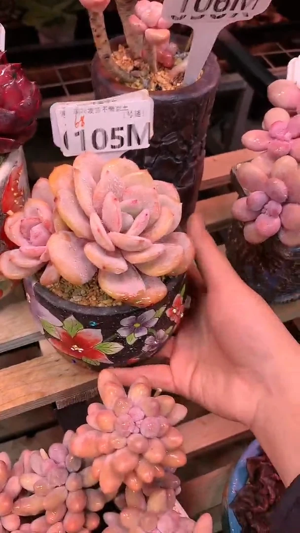 【闪购商品】105MMM