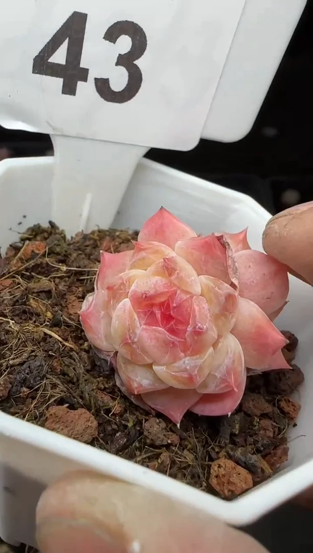 【闪购商品】一物一拍0213—43