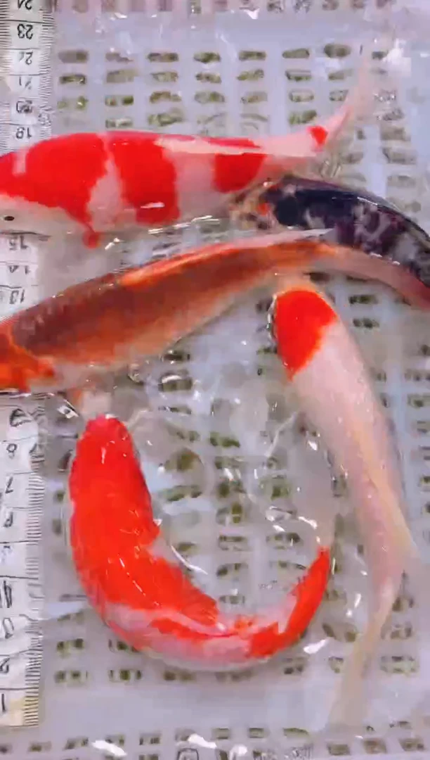 锦鲤冷水观赏鱼全场包邮254