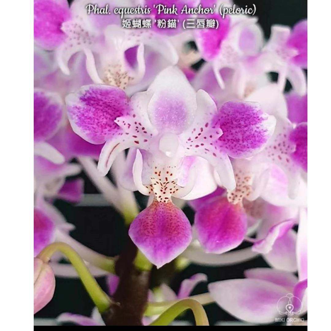 2.5寸 姬蝴蝶粉猫三唇-苗 刚出根叶微瑕 原生趣味兰