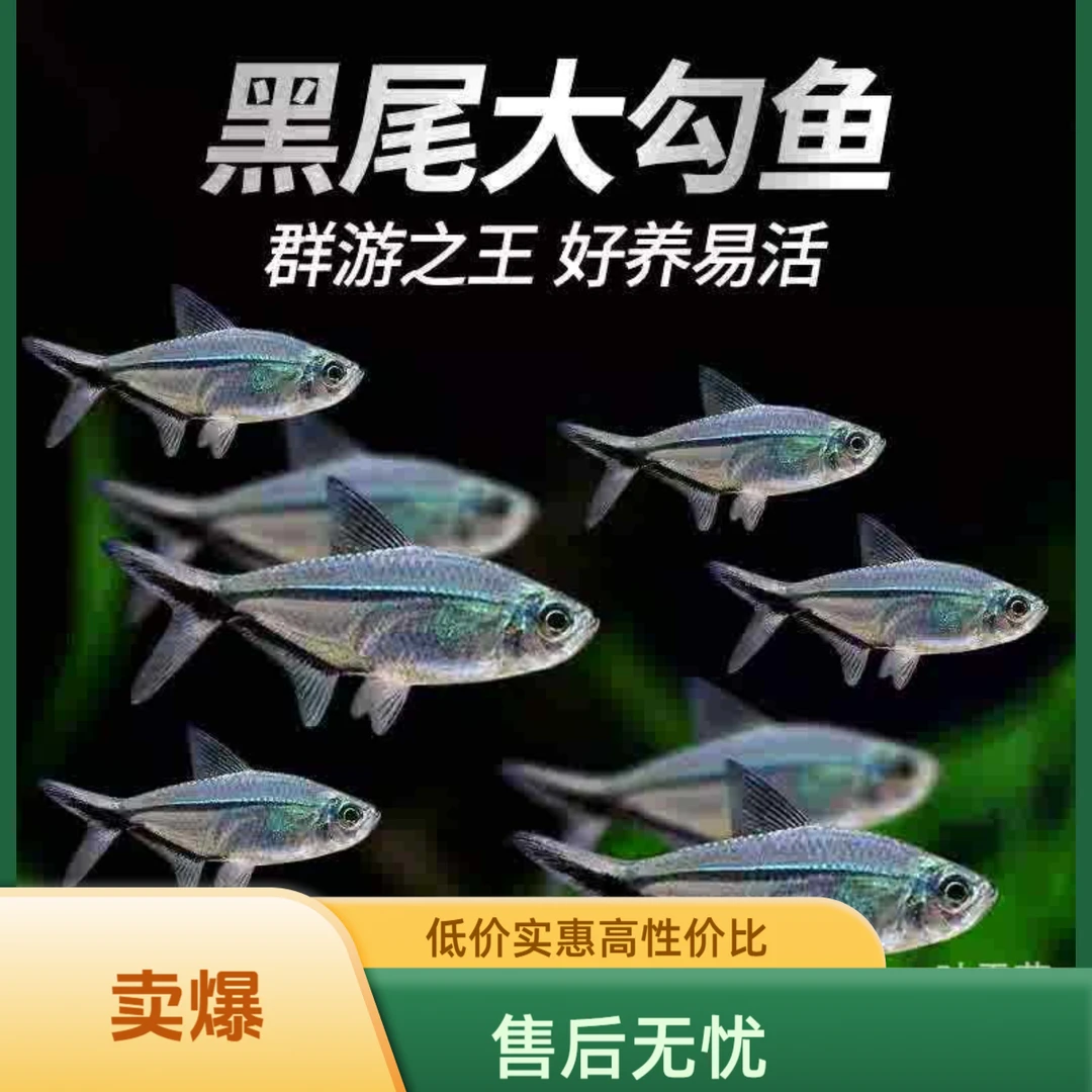 黑尾大勾鱼活体 扯旗小型灯科鱼 草缸群游热带观赏鱼渔场直销包活