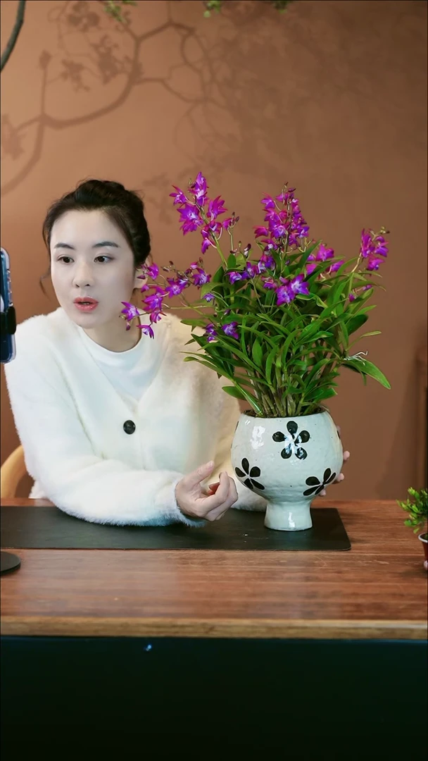 【闪购商品】盆景石斛兰 小黑花盆