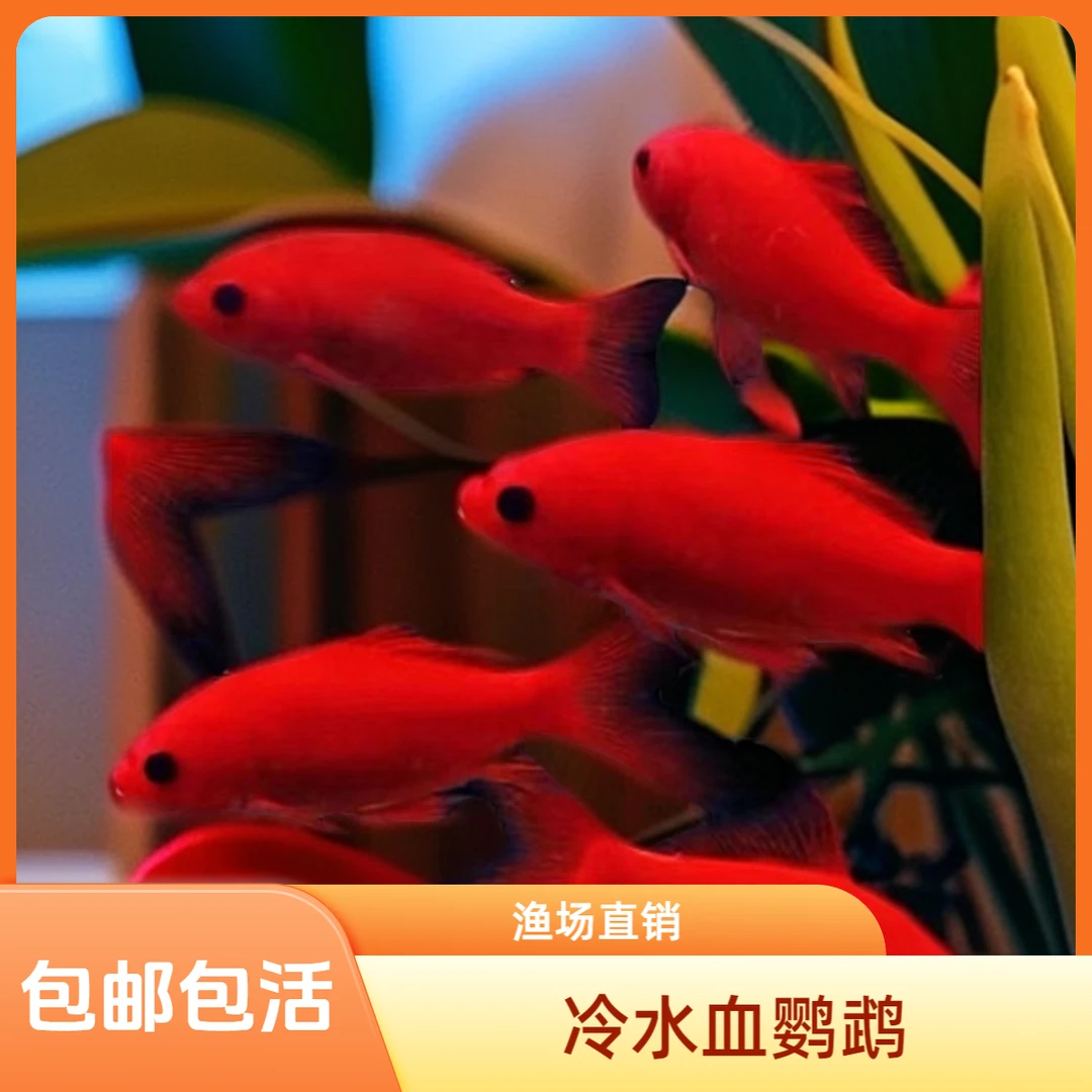 冷水鱼淡水鱼冷水鹦鹉鱼新手观赏鱼血鹦鹉鱼草金鱼鲜活红鱼招财鱼