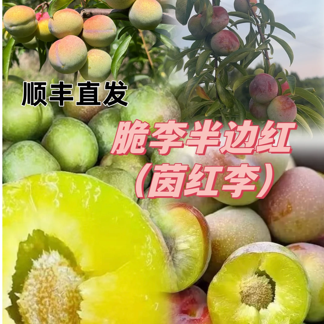 【顺丰直发】四川农家老树李子半边红李子茵红李脱骨脆李脆甜可口