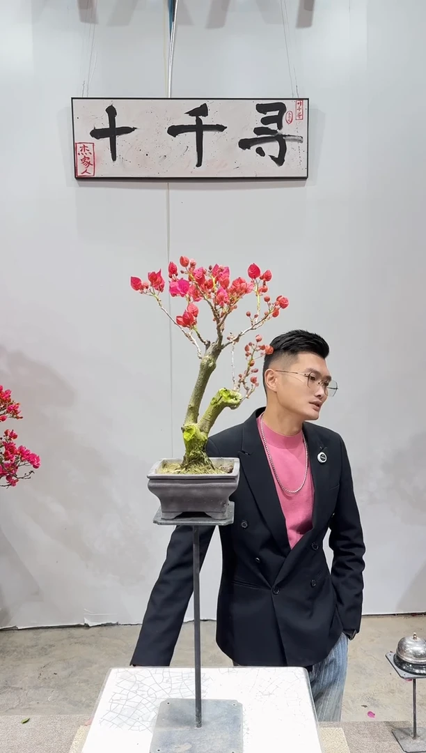 完全开放四季红三角梅