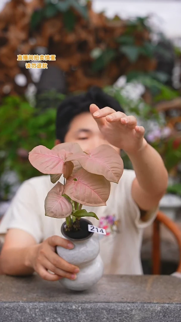 当前无花栽培后可以开花红粉佳人214T