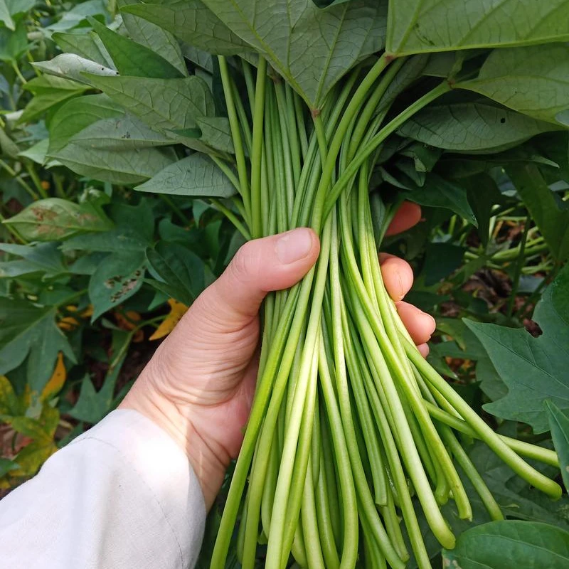 庆功优选新鲜现摘农家自种红薯杆地瓜梗天然蔬菜当季长寿菜