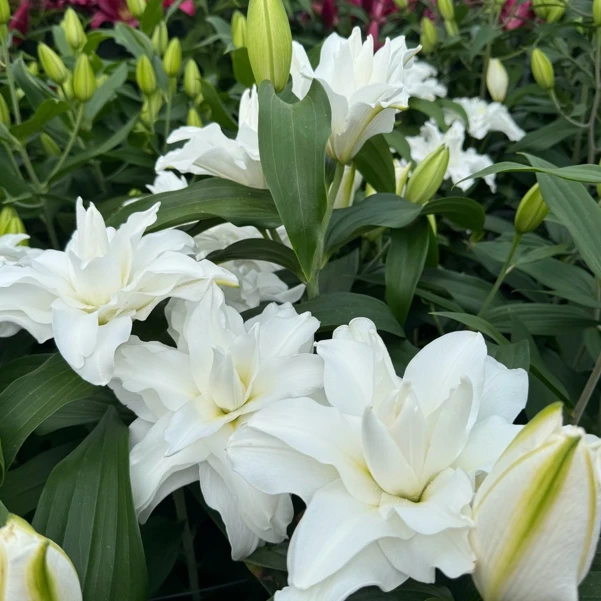 乔乔花屋 1球拉菲拉21/23cmOT系列白色重瓣香水百合球 不带盆土