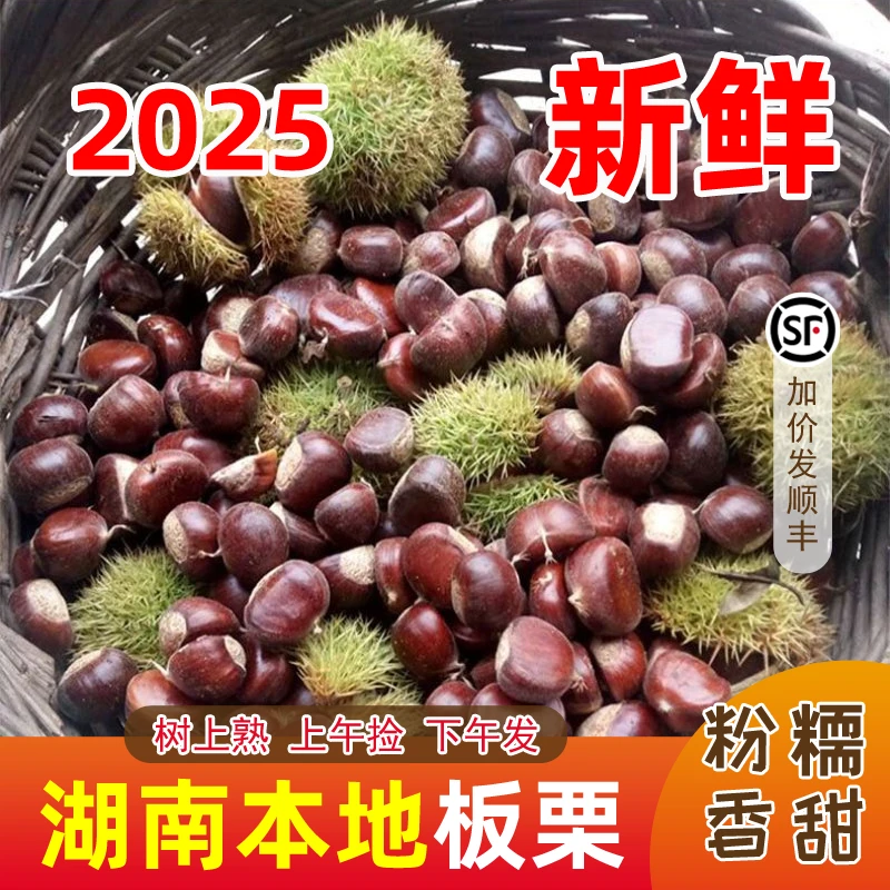 新鲜板栗湖南本地板栗板栗新鲜正宗板栗鲜板栗新鲜生栗子天气榛子
