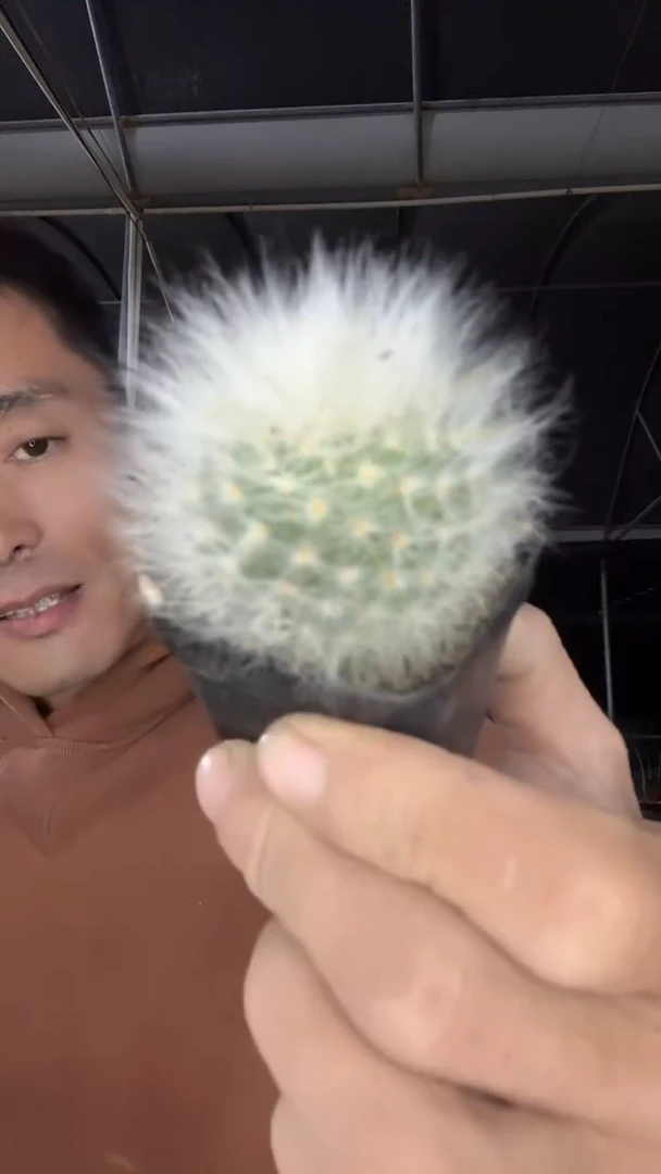 实生金刺薰光殿15.99