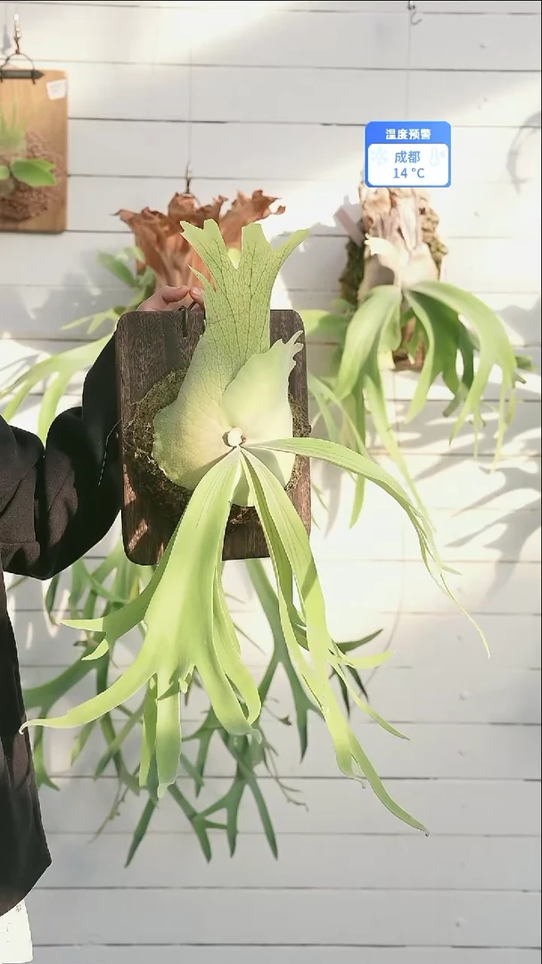 完全开放A054侏儒塔苏塔