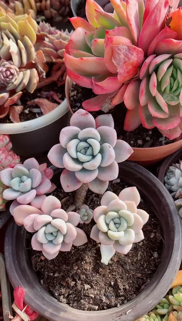 【闪购商品】12180