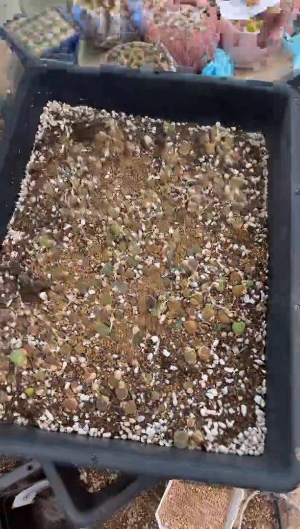 9-444多肉植物肉锥