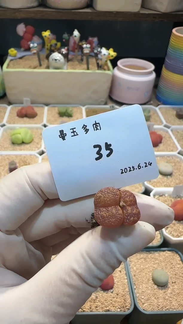 一***晴25.6.24-35晚晴