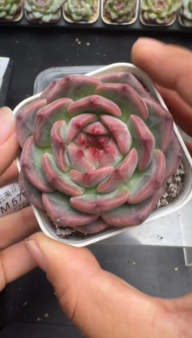 573M当天拍3颗包柚 带盆土纸巾打包 云禹花卉 珍妮多肉植物