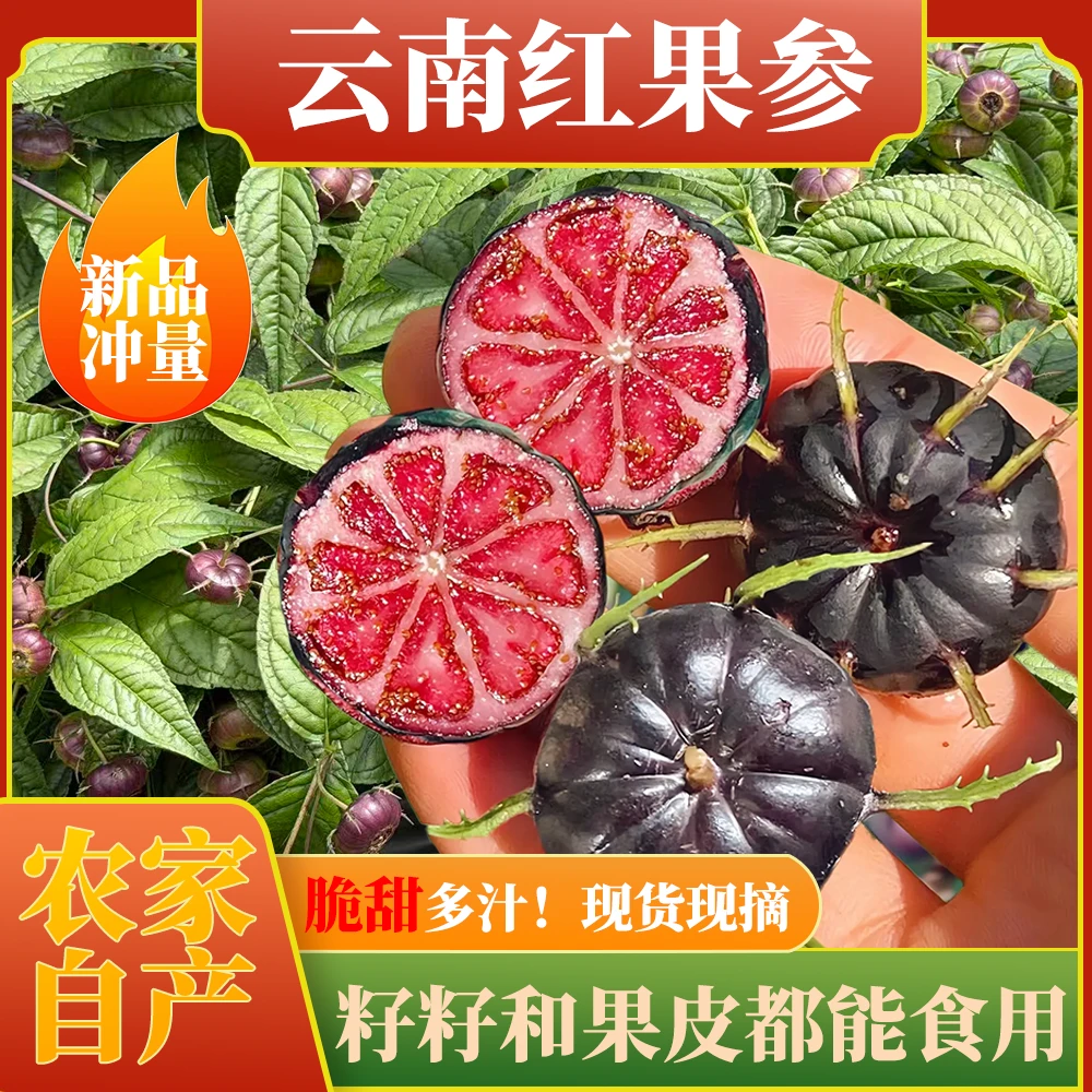 正宗云南高山红果参蜘蛛果新鲜采摘产地直发当季稀有水果算盘果