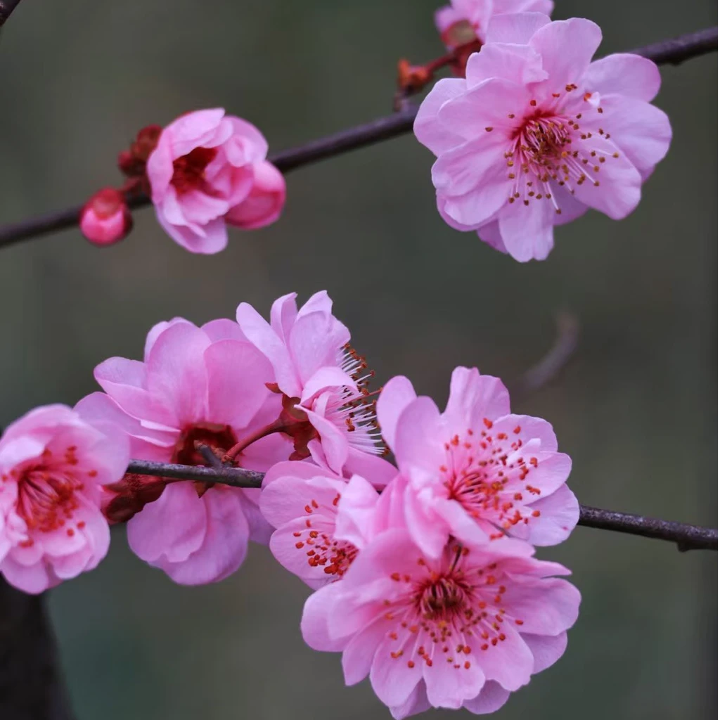 美人梅梅花好养耐寒南北种植