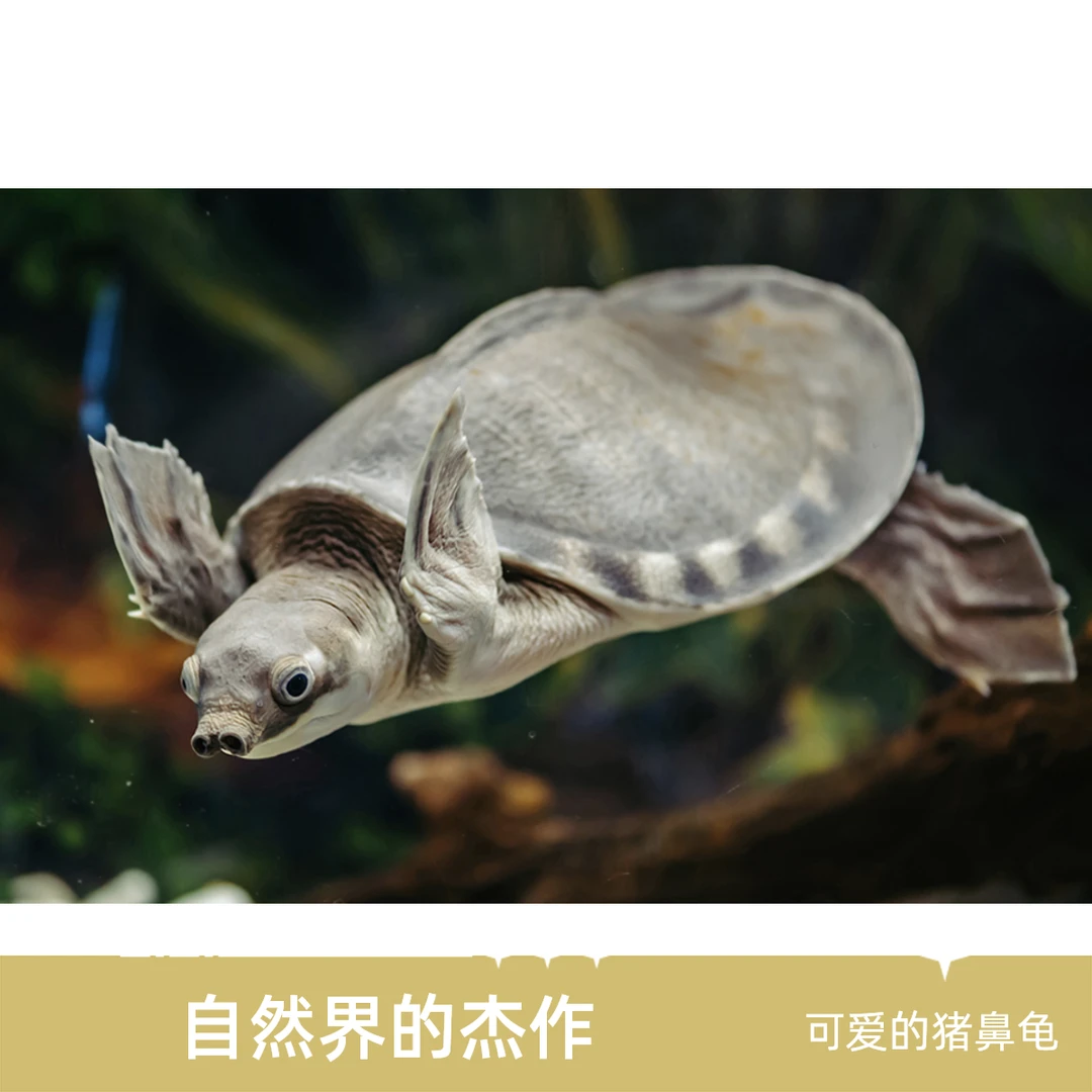 超萌好物直播间选龟专用宠物饲养龟猪鼻龟蛇颈龟马塔龟