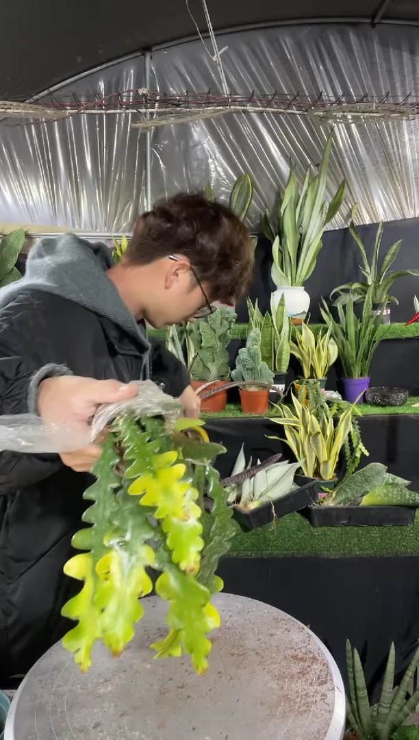 【闪购商品】黄金鱼骨10.8脱土（包5棵）