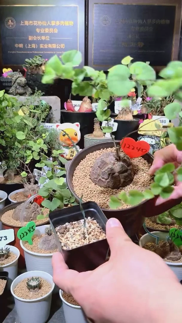 12240号1225圣诞福利植物南非龟甲龙单颗加巨凤宝宝一个