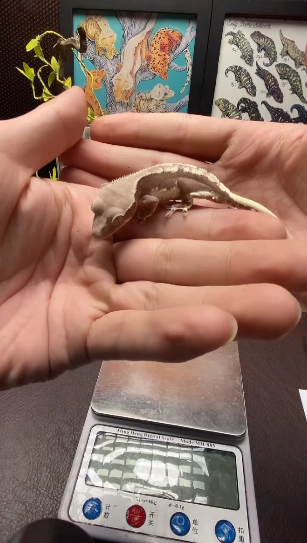 睫角守宫鳞与尾 Scale Tail 爬宠缺黄莉莉