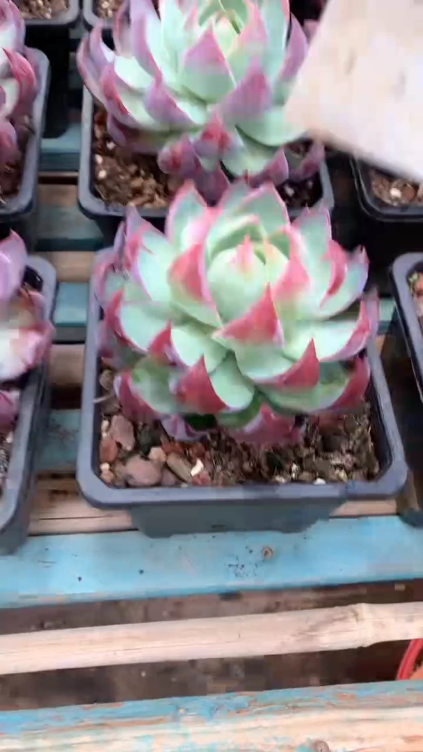 140盆惊鸿仙子脱土1颗