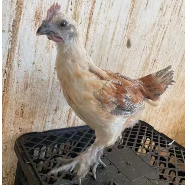 瑞丰青年土乌鸡整鸡