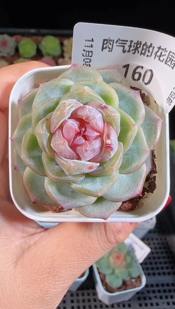 1108-160舒月麦秆群不包整