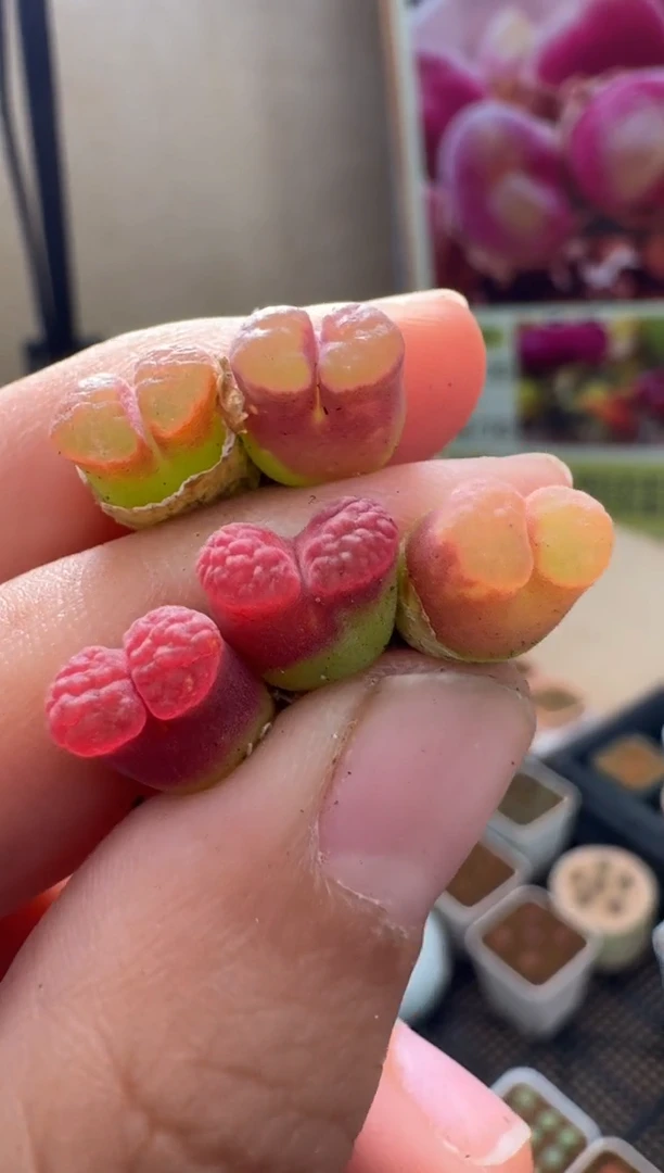 疯狂的多肉石头212·ppmt磁铁一颗