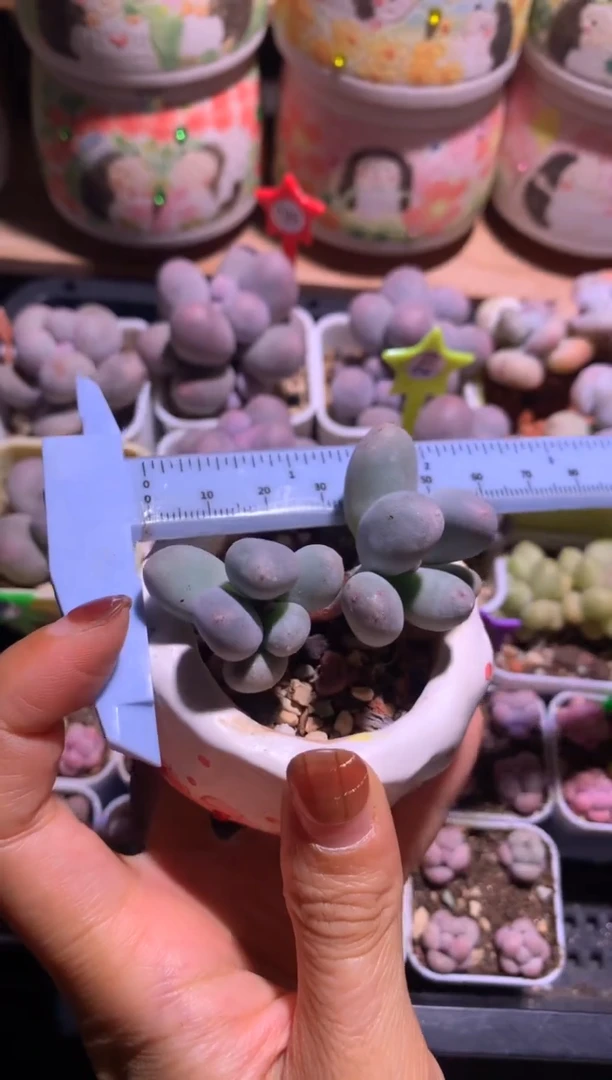 双头米可奶酪，满28包邮 不满发一个叶片到付