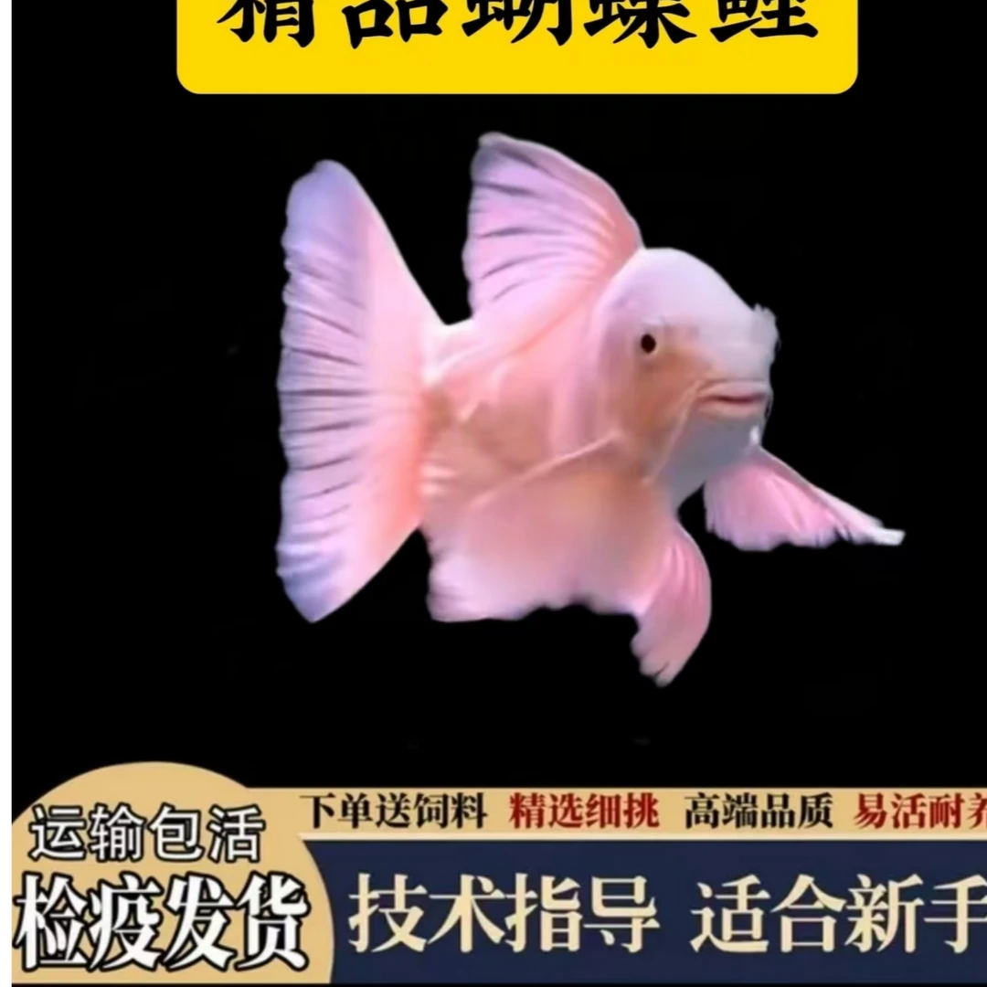 一组链接蝴蝶鲤普身普短大鳍大尾