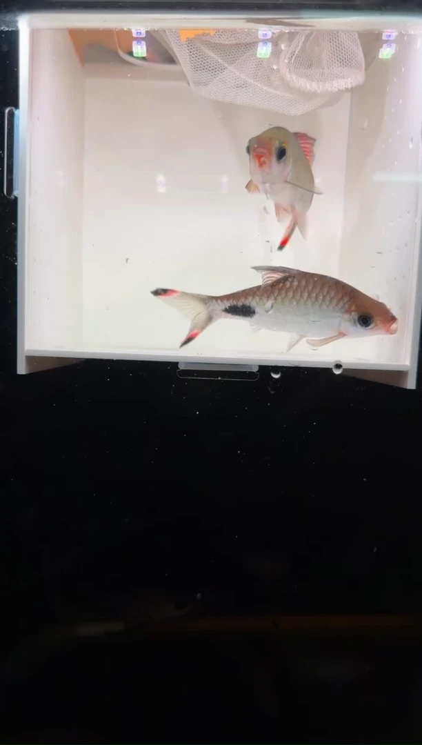 工具鱼红杂紫222