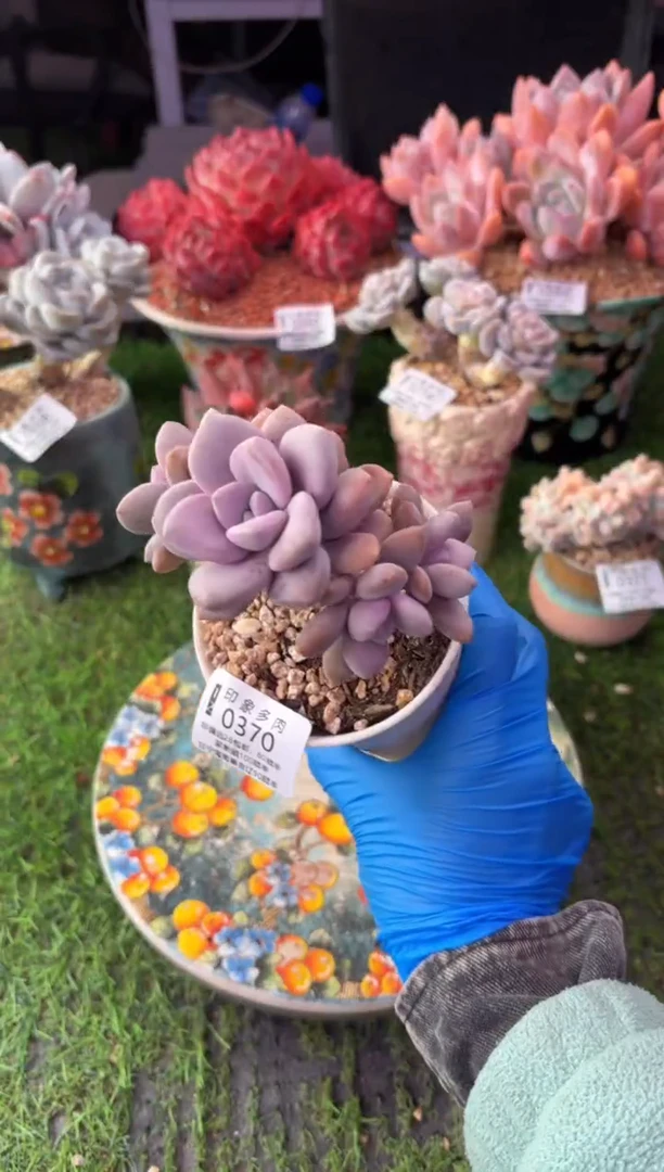 昆明印象多肉0370