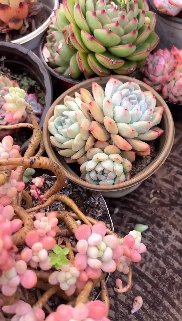 小****光多肉植物一物一拍03340