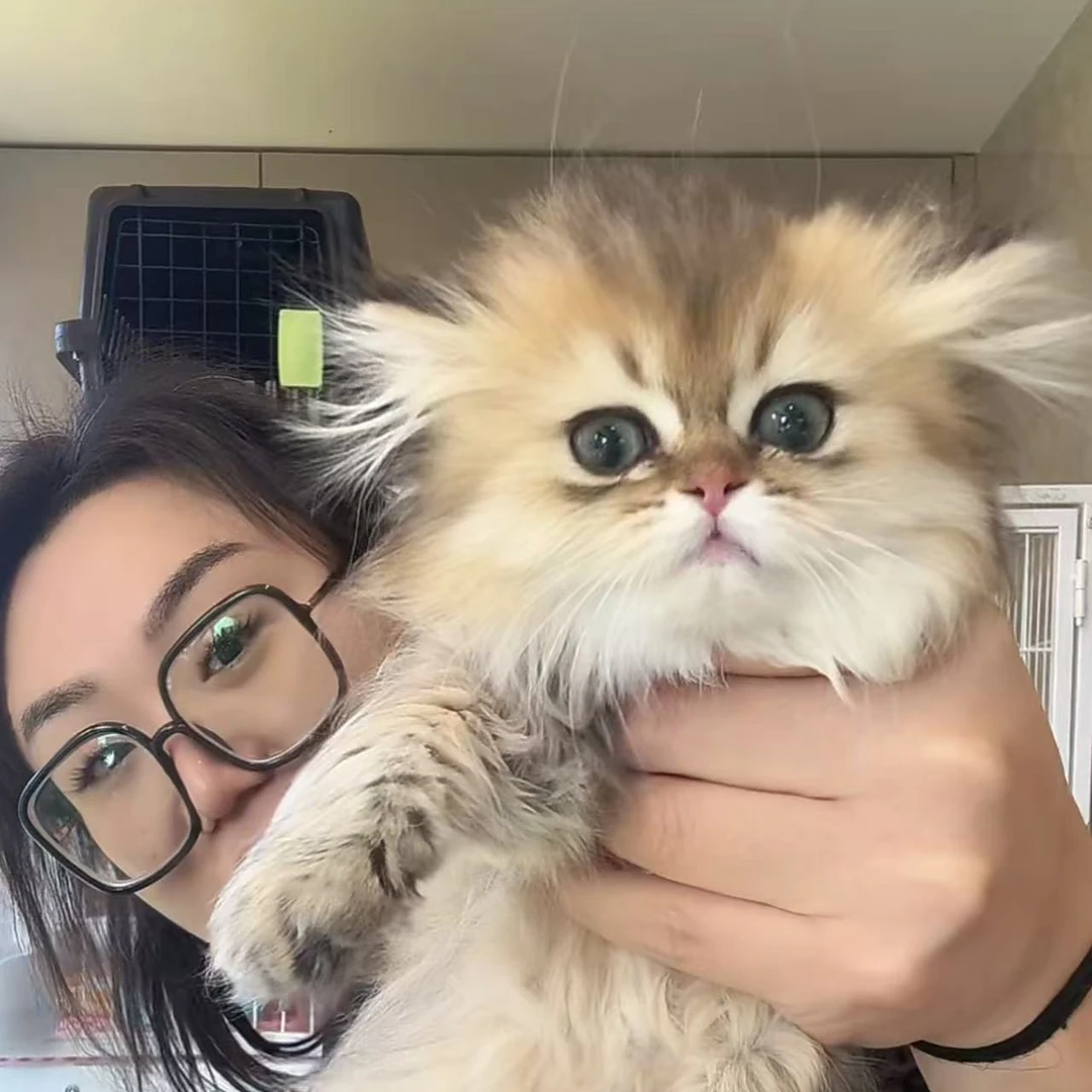 来了姊妹-金渐层猫-妹妹-007