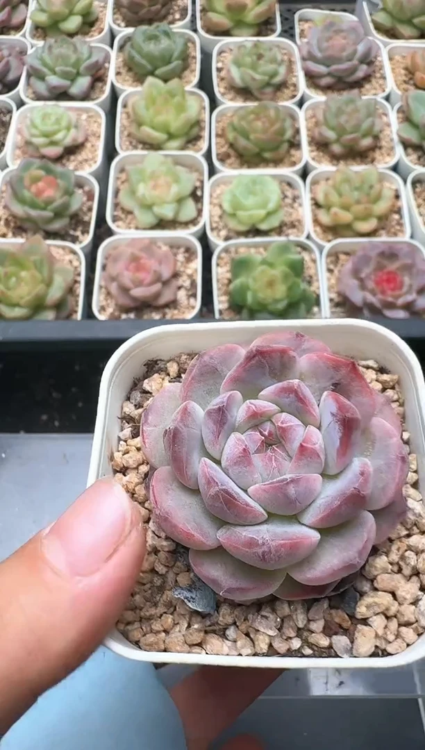 298D云禹多肉植物 带盆土纸巾打包 3颗包邮