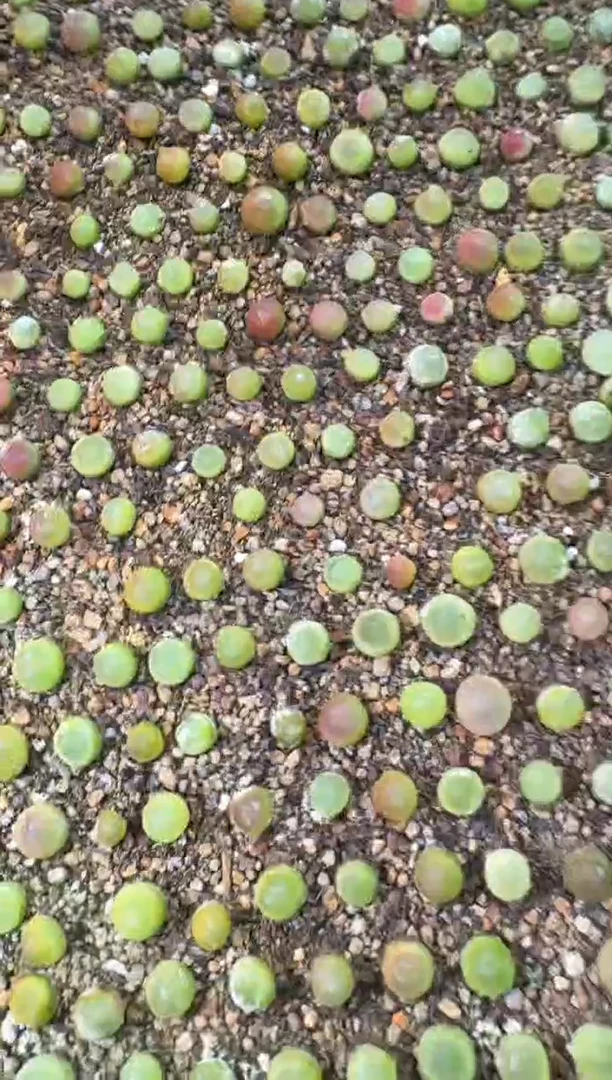 【闪购商品】4-28娘惹拉登一颗