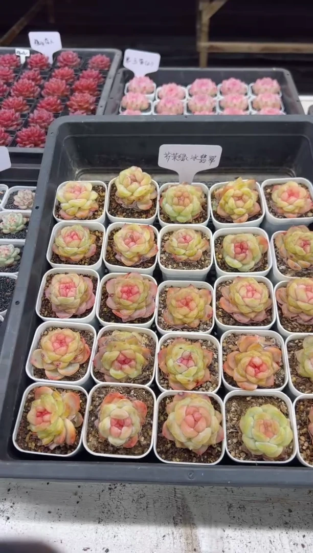 【闪购商品】芥末绿冰翡翠一颗