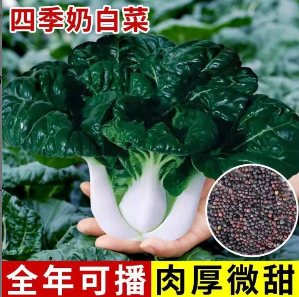 【 黑油奶白菜种子】家庭阳台小院盆栽地栽四季种植
