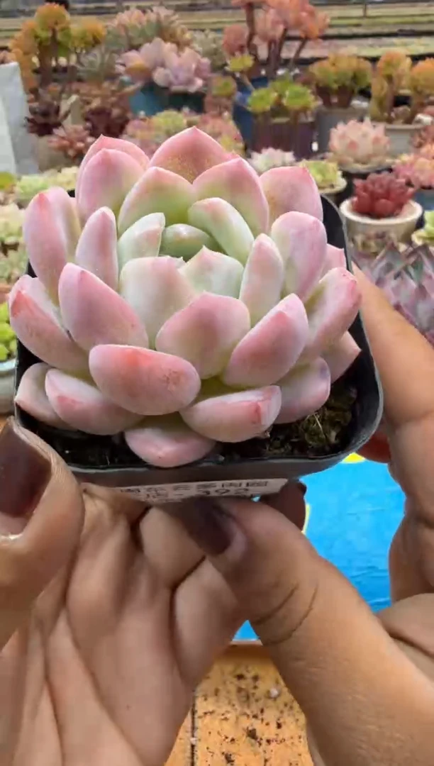 东云多肉园二店-392