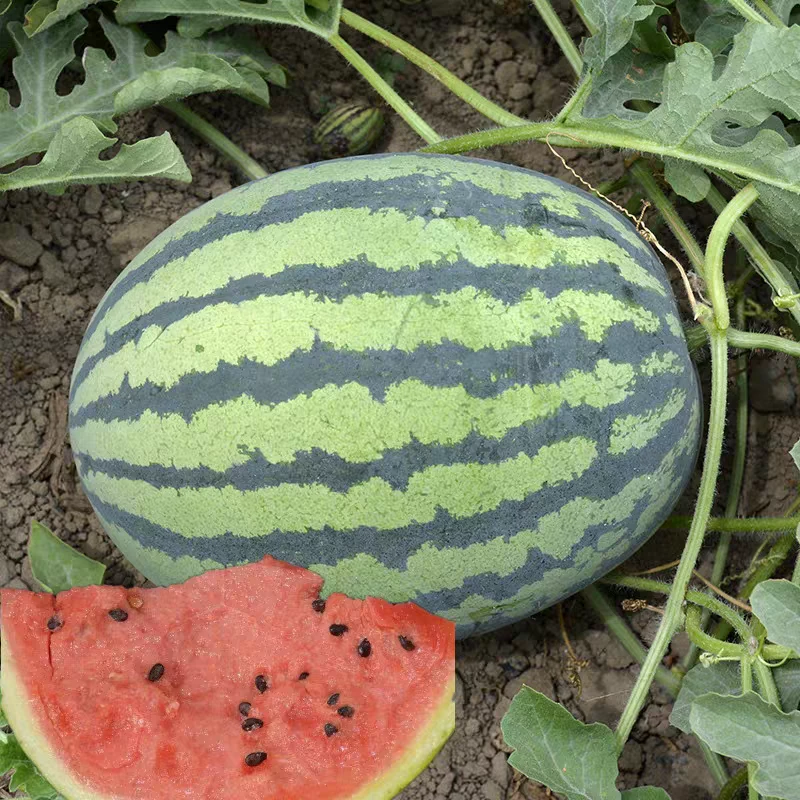 【顺丰包邮】云南甜王西瓜（多规格/斤）云南省